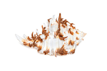 Image of chicoreus ramosus seashell common name the ramose murex or branched murex on a white background. Sea shells. Undersea Animals.