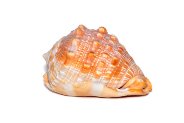 Image of sea shell orange cassis cornuta on a white background. Undersea Animals. Sea shells. Horned helmet shell.