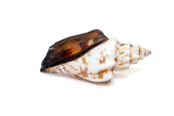 Image of canarium urceus is a species of sea snail, a marine gastropod mollusk in the family Strombidae, the true conchs isolated on white background. Undersea Animals. Sea Shells.