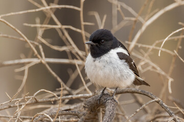 Hooded Robin in Northern Territory Australia