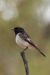 Hooded Robin in Northern Territory Australia