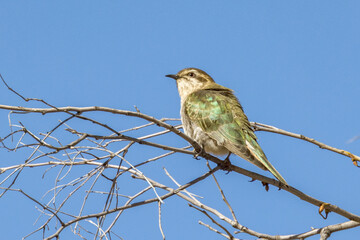 Horsfield's Bronze-Cuckoo in Northern Territory Australia