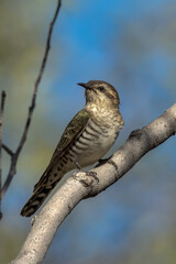 Horsfield's Bronze-Cuckoo in Northern Territory Australia