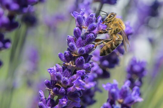 Focus shot of a bee pollinating on a purple bugleweed flower.