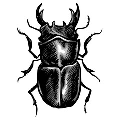 Stag Beetle Drawing Hand Drawn Vector Illustration Art Retro Vintage