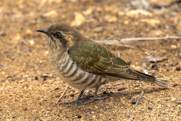 Horsfield's Bronze-Cuckoo in Northern Territory Australia
