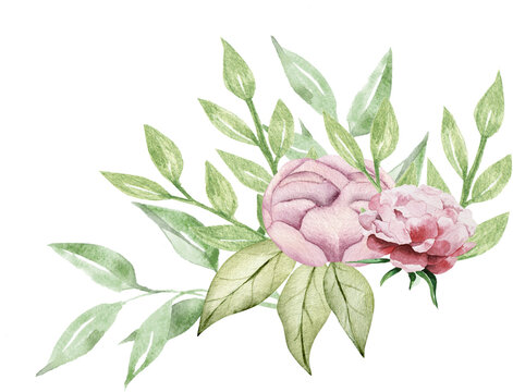 Watercolor composition with flowers and greenery. Peony and leaves illustration. Mother's Day, wedding, birthday flower image.