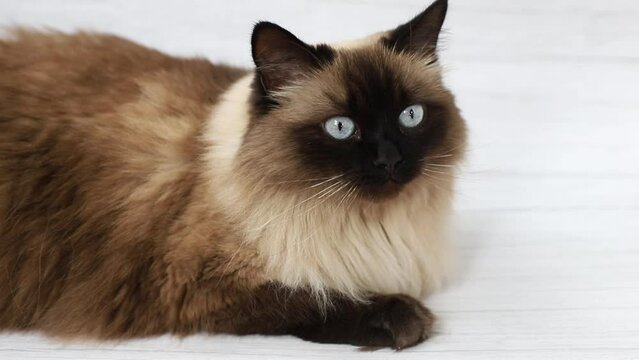 Himalayan domestic cat lies on a light background.