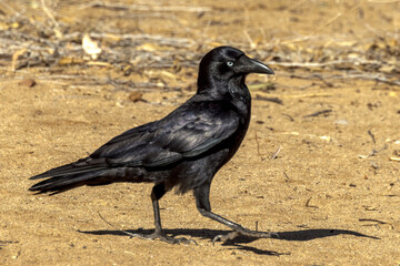 Fototapeta premium Little Crow in Northern Territory Australia