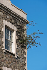 Fototapeta na wymiar A buddleia plant growing from the wall of a building in Bristol, UK