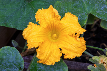 M&auml;nnliche K&uuml;rbisbl&uuml;te