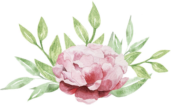 Watercolor composition with flowers and greenery. Peony and leaves illustration. Mother's Day, wedding, birthday flower image.