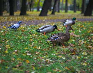 Birds and animals in the concept of wildlife. Amazing close-up view of a duck on the grass in an autumn park by the river. Duck family in autumn. Autumn Park.