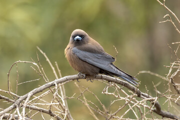 Little Woodswallow in Northern Territory Australia