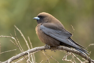 Little Woodswallow in Northern Territory Australia