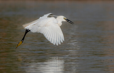 little egret flying with preyed fish in the beak 