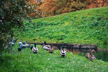 Birds and animals in the concept of wildlife. Amazing close-up view of a duck on the grass in an autumn park by the river. Duck family in autumn. Autumn Park.