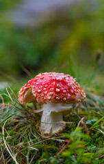 fly mushroom