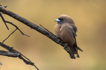Little Woodswallow in Northern Territory Australia