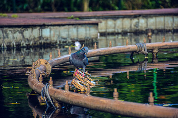 Pigeon in a lake in bengaluru park, India