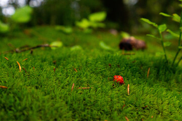 Fototapete bei efototapeten.de bestellen   