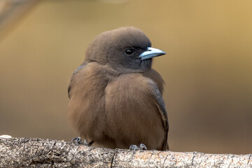 Little Woodswallow in Northern Territory Australia
