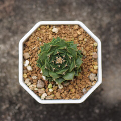 Soft focus Top view Obregonia Denegrii in a pot