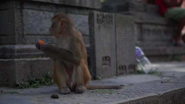Little monkey eating papaya in Nepal temple