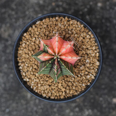 Soft focus  Top view Beautiful Orange Gymnocalycium cactus in small pot