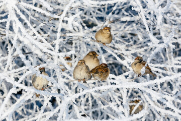 Flock of sparrows sitting on a frost covered branch on a Christmas winter snowy day. Cold snowy weather