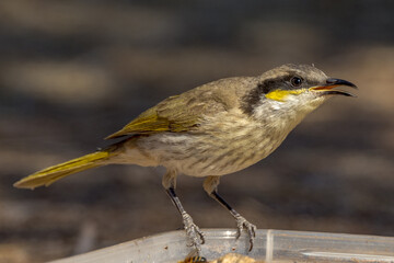 Singing Honeyeater in Northern Territory Australia