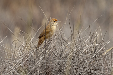 Spinifexbird in Northern Territory Australia