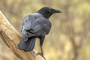 Torresian Crow in Northern Territory Australia