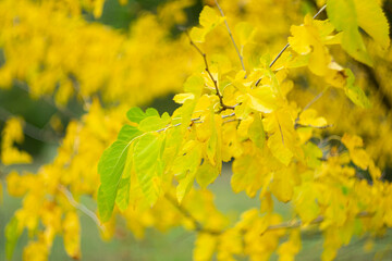 Green leaves on a blurred autumn background.