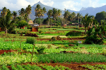 agriculture  farm, Terre Rouge, Pamplemousses district, Mauritius, Africa, Moka mountain range in...