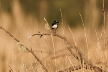 Willie Wag-tail sitting on a branch
