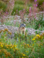 marmotta