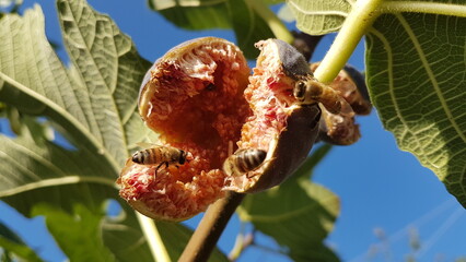 bee bees on open fig collecting honey in sepember green leaves blue sky