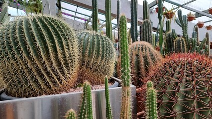 A hothouse with a lot of cactuses