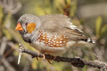 Zebra Finch in Northern Territory Australia