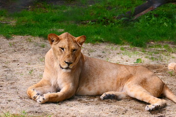 Löwin