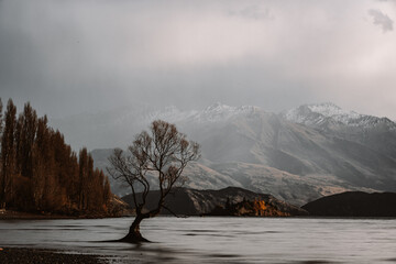 Beautiful tree inside the Lake Wanaka, New Zealand.
