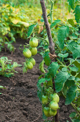 green tomatoes on the bushes. the concept of growing tomatoes. unripe vegetables in the garden.