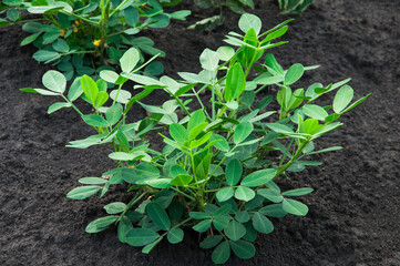 peanut bush in the garden. green plant in the ground. concept of growing peanuts