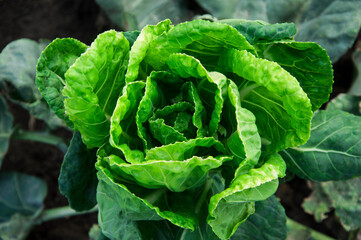 young cabbage in the garden. green vegetable in the garden.cabbage cultivation concept