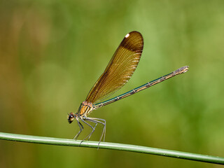 Copper demoiselle in a natural environment. Calopteryx haemorrhoidalis.   