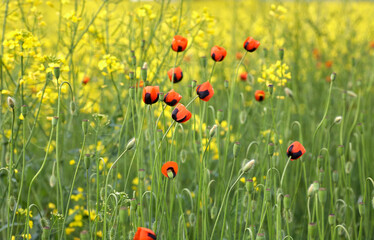Red field poppies, close up. Summer wildflowers. Rape field