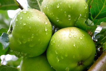 Apple tree with green apples close-up in sunlight after rain drops in the wind. Green apples grow on a branch.