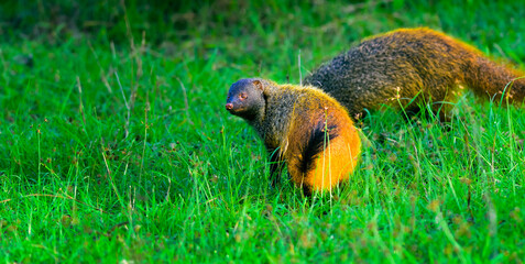 Small predator, mammal, Stripe-necked Mongoose, Urva vitticolla prowling with copy space