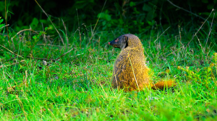 Small predator, mammal, Stripe-necked Mongoose, Urva vitticolla prowling with copy space